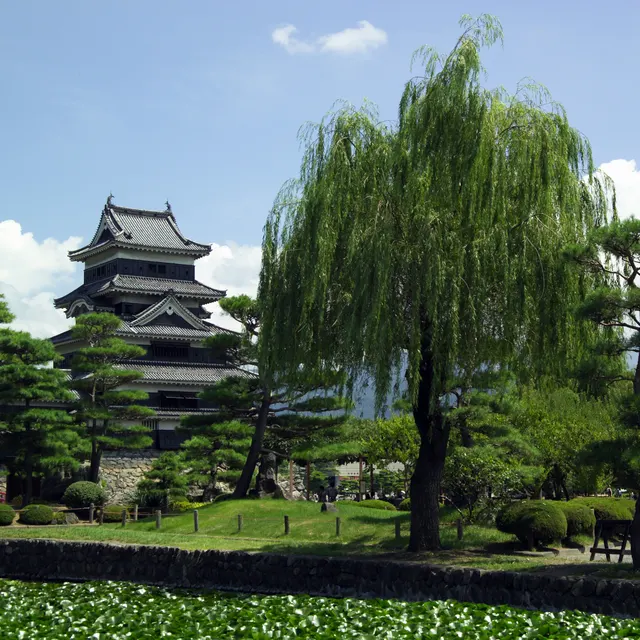 Matsumoto Castle keep beside a willow tree in summer green